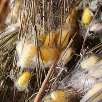 The sericulture traditional silk production Konavle Croatia